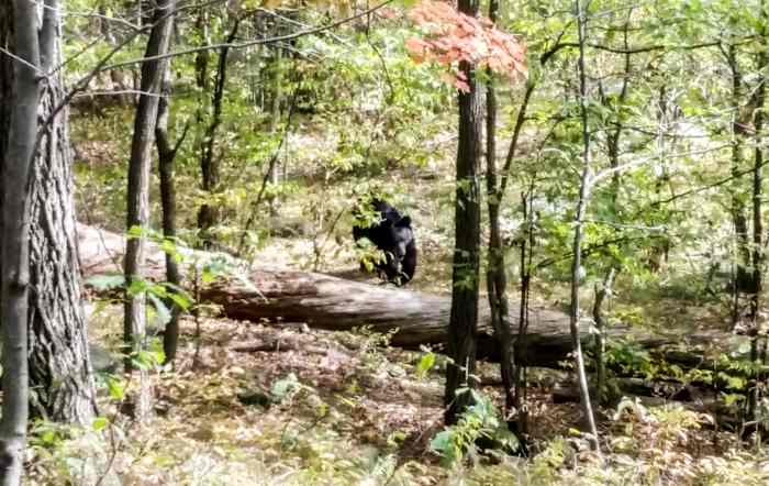 In Apshawa, Scott warned to stay away, but the other five hikers stuck around long enough to photograph the encroaching animal.